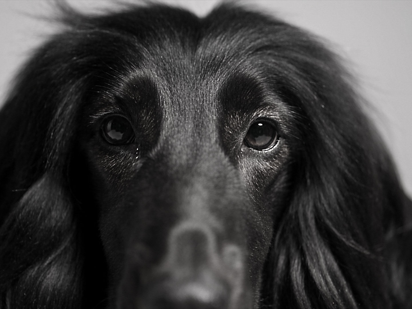 Afghan hound portrait