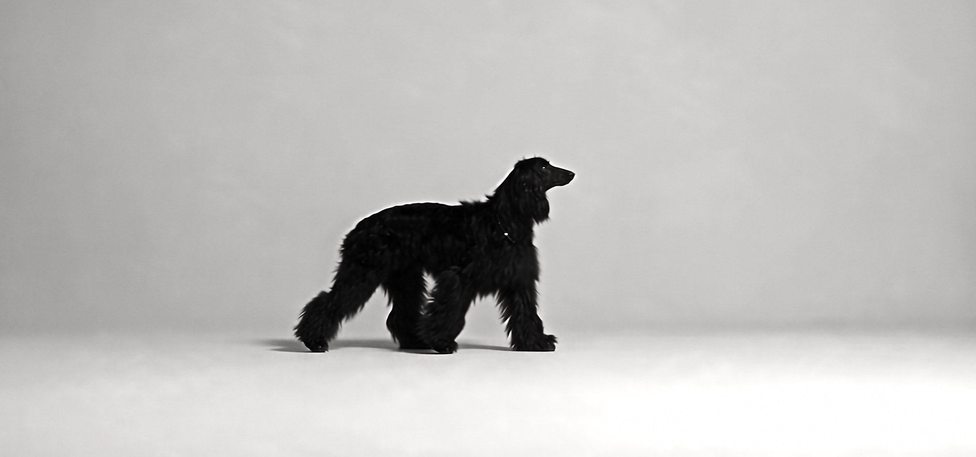 An Afghan hound walking